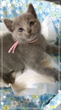 ロシアンブルー【宮城県・女の子・2018年5月10日・ブルー（ショート）】の写真「ぽややんな薄ピンクちゃん🎀」