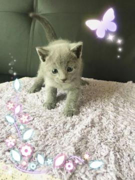 ロシアンブルー【宮城県・女の子・2016年9月29日・ブルーグレー（ダブルコートのショート）】の写真「キラキラ瞳の女の子🎀」