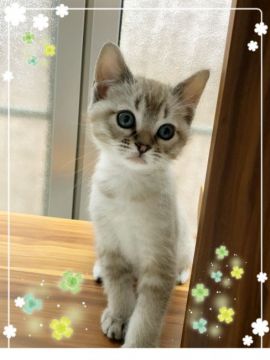 パパはデボン👽ママはプーラ👽【宮城県・男の子・2018年2月5日・セピア色（ショートの予定）】の写真「パパはデボン🙀ママはプーラ🙀可愛い宇宙人👽」