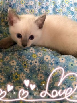 ロシアンブルー【宮城県・女の子・2018年7月18日・ブルーポイント（ショート）】の写真「もこもこ元気な女の子ちゃん⁉️」