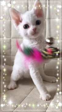 デボンレックス【宮城県・男の子・2017年11月11日・ホワイト（巻毛）】の写真「綺麗なオッドアイ君でした✨✨✨」