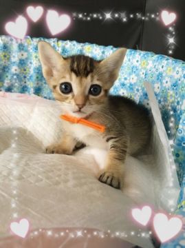 パパはロシアンママはぷーらの女の子ちゃん🎀【宮城県・女の子・2016年6月21日・ぷーら模様のブラウン（ショート）】の写真「可愛いお顔のミックスちゃん💕」