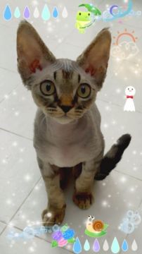 デボンレックス【宮城県・男の子・2021年3月25日・ブラウンタビー】の写真「綺麗な子なので我家に残すか検討中です🐥」