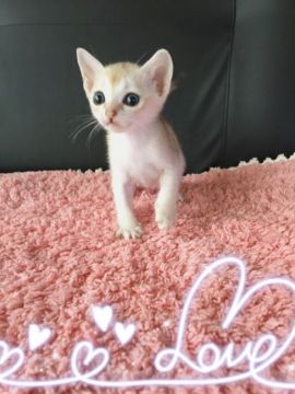 シンガプーラ【宮城県・女の子・2016年7月5日・セピアアグーチ（シングルコート）】の写真「小さな美人さん🎀」