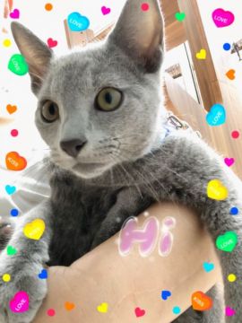 ロシアンブルー【宮城県・男の子・2018年5月9日・ブルー（ショート）】の写真「良いお顔のきみどり君🐣」