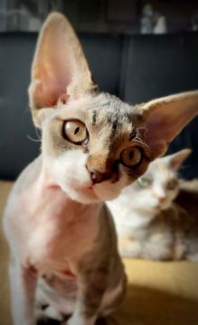 デボンレックス【宮城県・男の子・2020年8月4日・ブラウンティックドタビーホワイト（シングル巻毛）】の写真「私のお気に入り❤️お問合せ中です🍀」