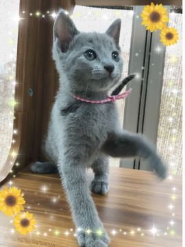 ロシアンブルー【宮城県・女の子・2018年5月10日・ブルー（ショート）】の写真「可愛い濃いピンクちゃん🎀」