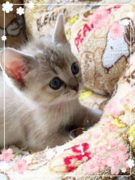 パパはデボン👽ママはプーラ👽の女の子👽🎀【宮城県・女の子・2018年2月5日・プーラ柄（少し毛足が長くふわふわ）】の写真「元気で好奇心旺盛な可愛い女の子💕」