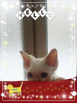 デボンレックス【宮城県・男の子・2017年11月11日・ポイント予定（巻毛）】の写真「くるくる巻毛のポイント君⭐︎」