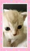 パパはロシアンママはプーラの女の子🎀【宮城県・女の子・2016年7月5日・プーラ柄のクリーム】の写真1