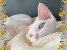 デボンレックス【宮城県・男の子・2018年8月20日・ホワイト】の写真1「可愛いすぎるバリベビちゃん💕」