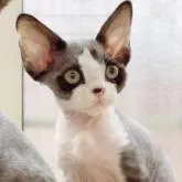 デボンレックス【宮城県・女の子・2022年10月7日・ブラウン&ホワイト】の写真1「ブラック＆ホワイトの美人さん😻」