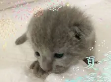 ロシアンブルー【宮城県・男の子・2019年7月27日・ブルー】の写真1