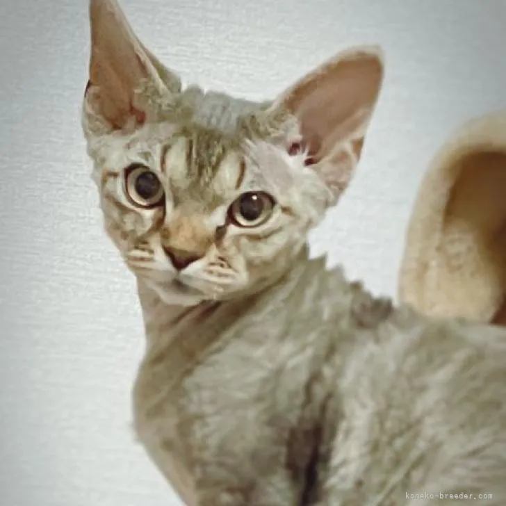 ID：2211-01556の子猫