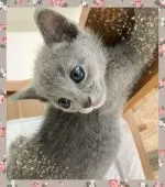 ロシアンブルー【宮城県・男の子・2019年7月27日・ブルー】の写真3