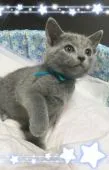 ロシアンブルー【宮城県・男の子・2016年10月6日・綺麗なブルー】の写真3