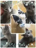 ロシアンブルー【宮城県・女の子・2016年3月20日・ブルーグレー】の写真5