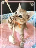 ロシアンパパとプーラママのミックスぷちゃん【宮城県・女の子・2016年3月16日・ブラウン系】の写真5