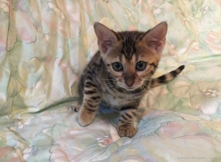 ID:1612-00379の子猫