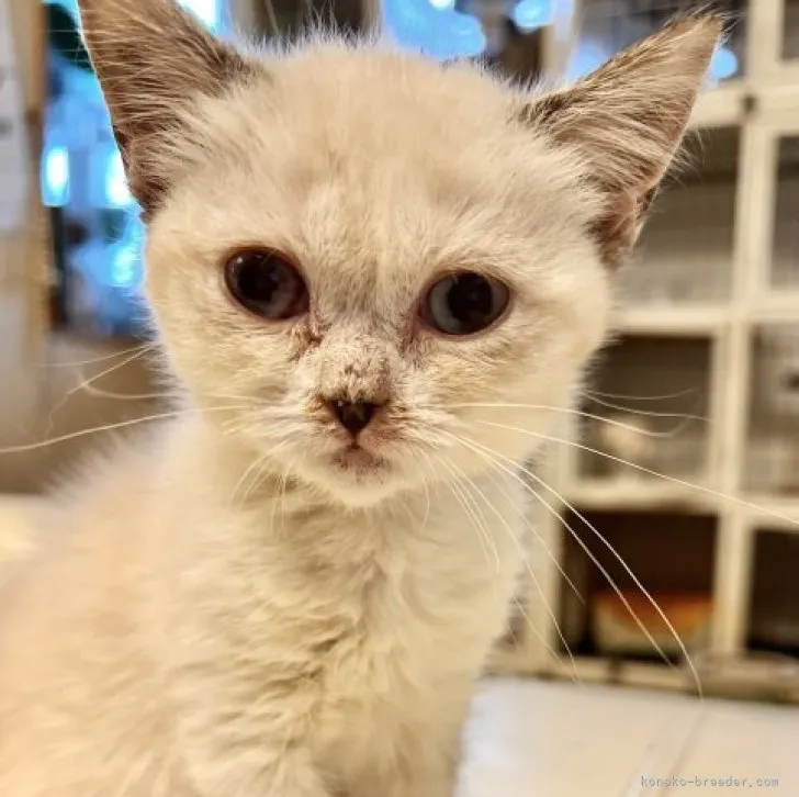 ID：2306-02341の子猫