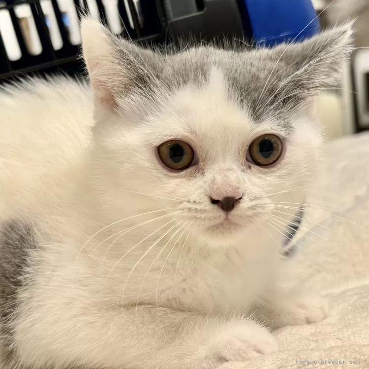ID：2404-02139の子猫