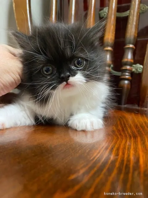 ID:2111-01621の子猫