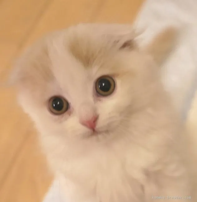 ID：1710-00093の子猫