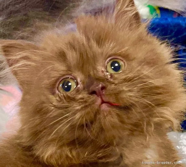 ID：2206-01063の子猫