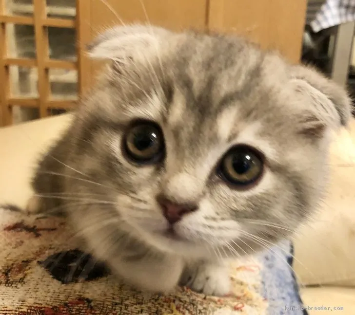 ID:2009-01695の子猫