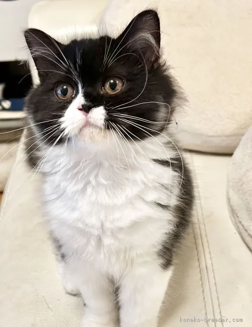 ID：2201-01105の子猫