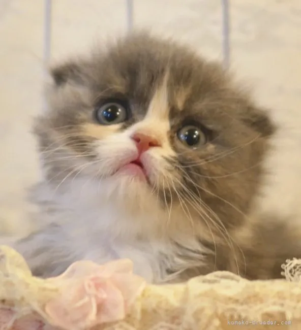 ID：1902-01244の子猫