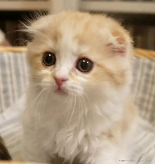 ID：1710-00094の子猫