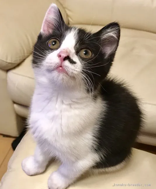 ID：1707-00173の子猫