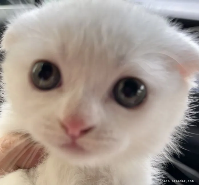 ID：2109-01140の子猫