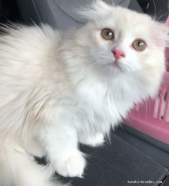 ID：1905-00420の子猫