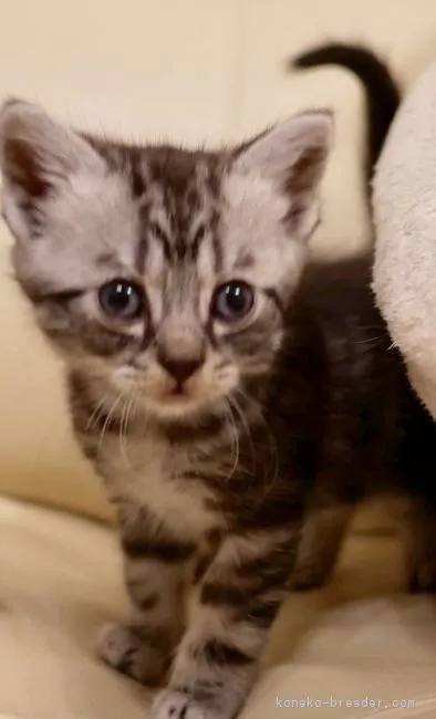 ID：1711-00943の子猫