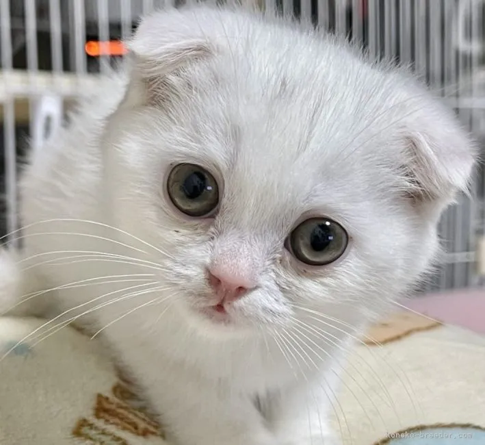 ID：2203-02460の子猫