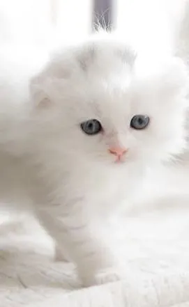 はる 様のお迎えした子猫