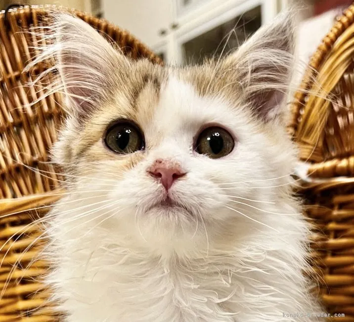 ID:2110-00335の子猫