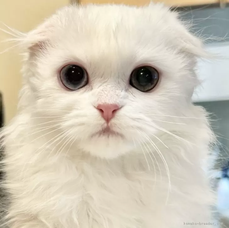 ID：2401-02031の子猫