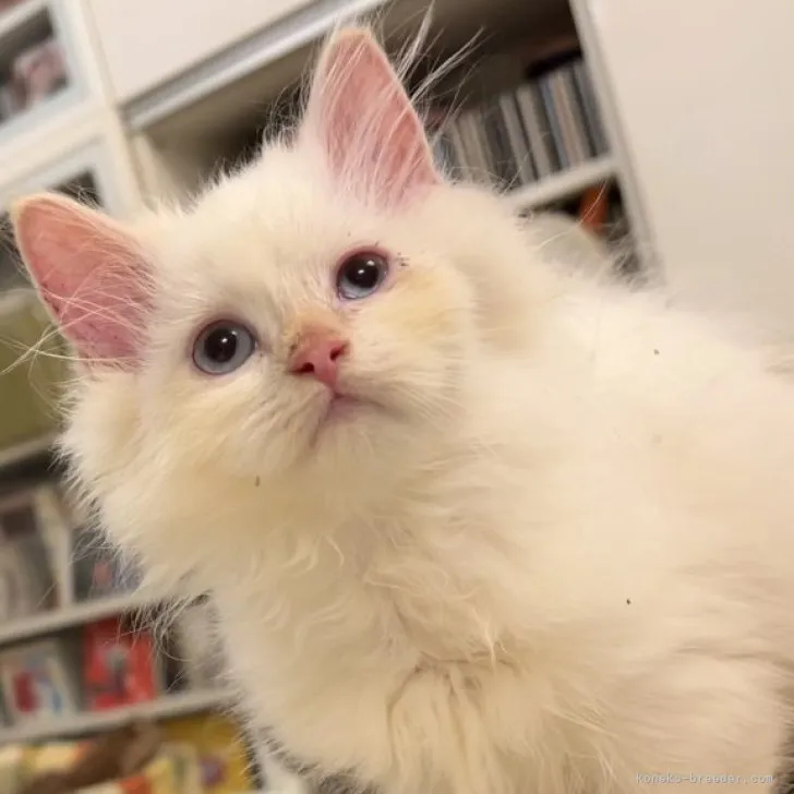 ID：2305-01995の子猫