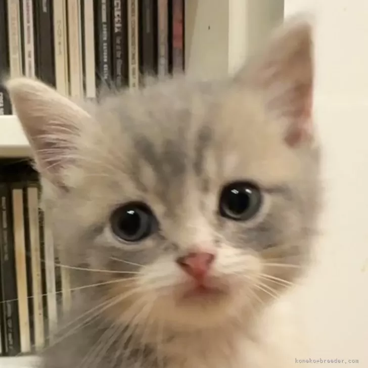 ID：2411-01861の子猫