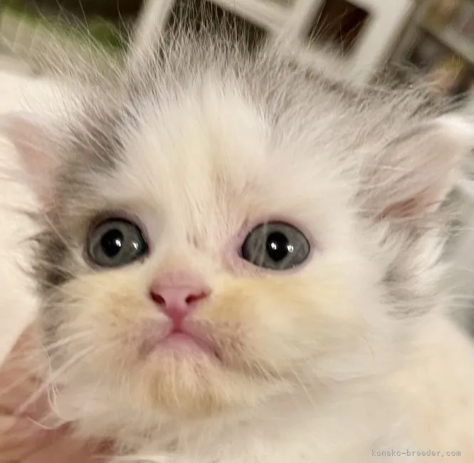 ID：2109-02776の子猫