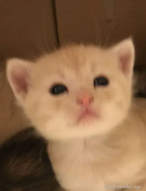 ID：1803-00049の子猫