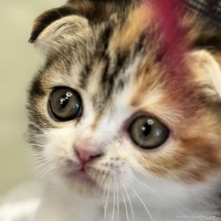 ID:2311-00787の子猫