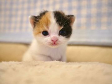 スコティッシュフォールド【東京都・女の子・2016年10月20日・キャリコ(三毛)（中毛から長毛）】の写真「耳の具合がまだわかりませんが人気のキャリコなので早」