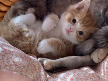 ミヌエット【東京都・女の子・2019年2月14日・レッドタビー&ホワイト（長毛）】の写真「バレンタイン生まれの中足可愛子ちゃん」