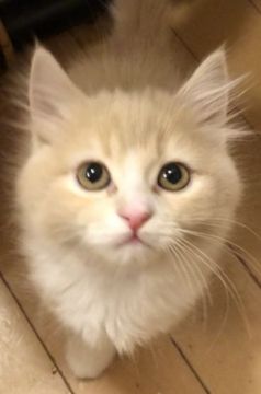 スコティッシュストレート【東京都・女の子・2019年3月24日・カメオクラシックタビーアンドホワイト（長毛）】の写真「目パチクリの丸いお顔の立ち耳ちゃん」