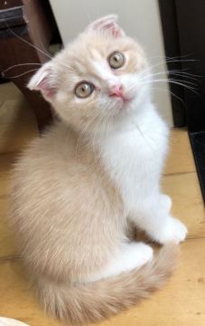 スコティッシュフォールド(折れ耳)【東京都・女の子・2019年7月7日・クリーム&ホワイトタビー（ショート）】の写真「パパスコチャンピオンxママブリショーの可愛い女の子」