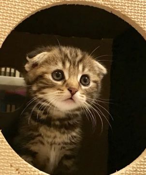 スコティッシュフォールド(折れ耳)【東京都・女の子・2017年7月17日・ブラウンタビー（短毛、柔らかい）】の写真「綺麗な折れ耳、パチリとしたお目目」